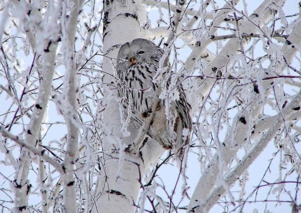 Сова в зимнем лесу