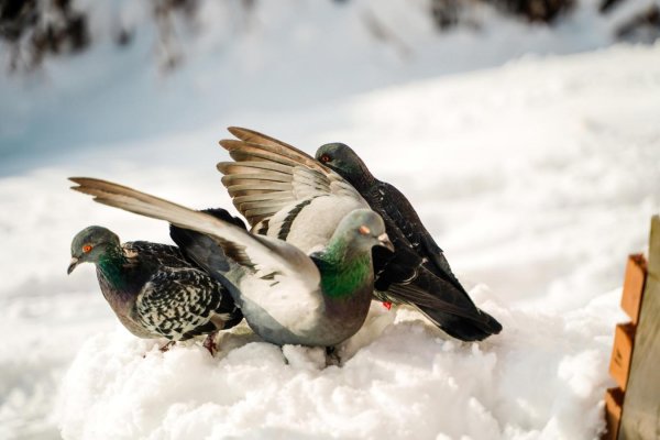 Рады звери птицы и конечно человек