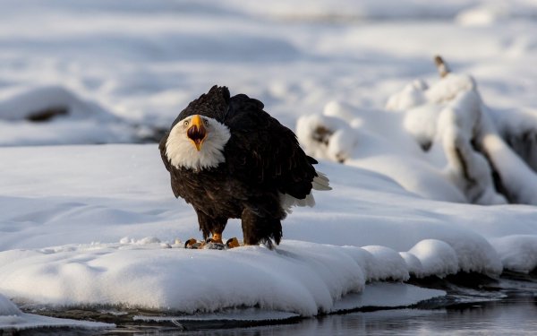 Орел зимой
