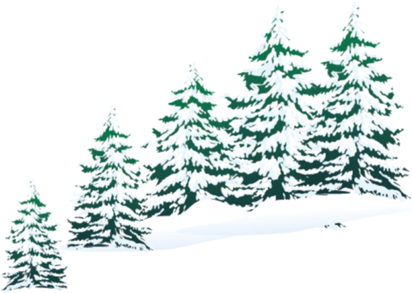 Прозрачный фон ель в лесу зимой