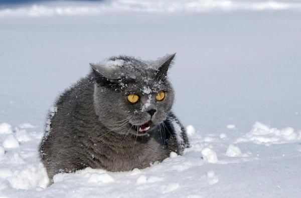 И снова снег