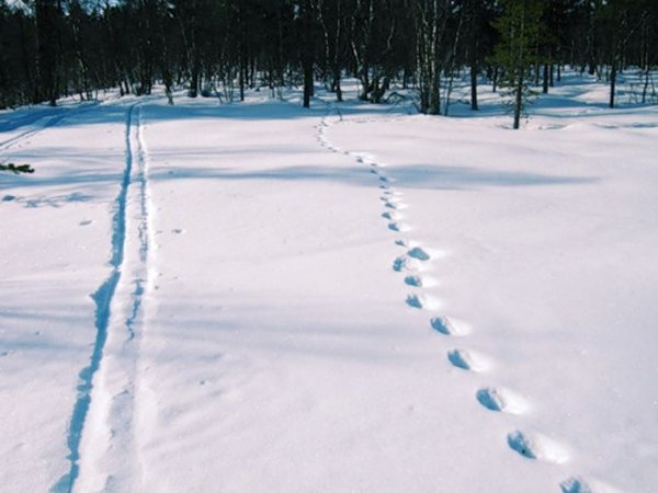 Следы от лыж