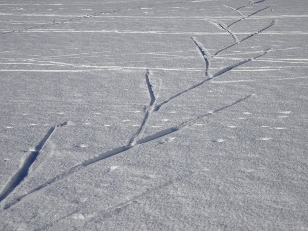 Следы от лыж