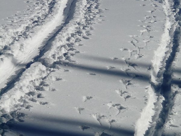 Морозный след