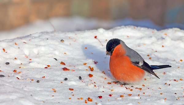 Птицы на снегу