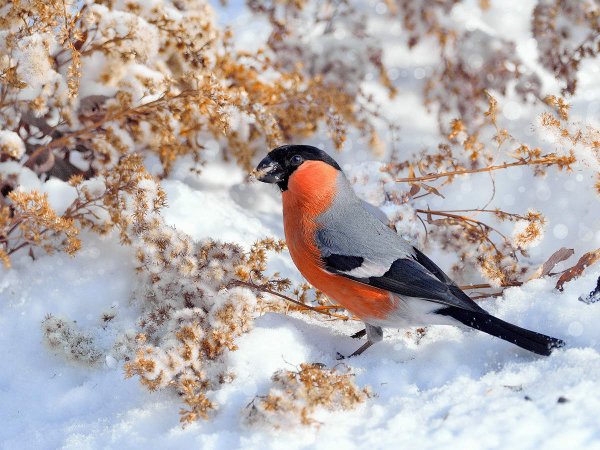 Снегири зимой