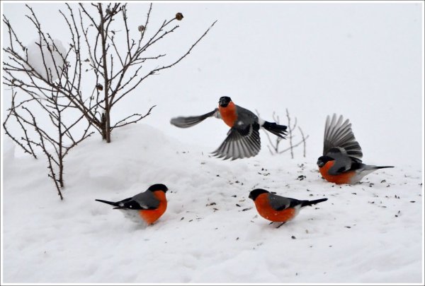 Стая снегирей