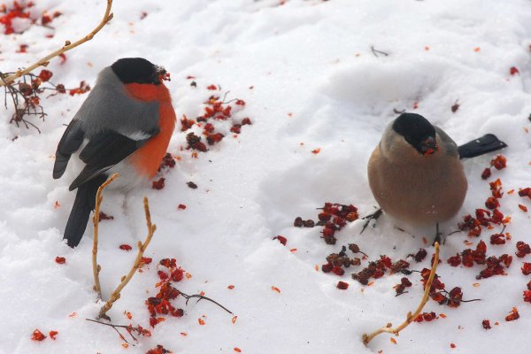 Зимующая птица снегери