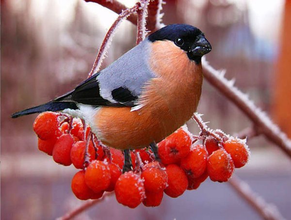Снегирь на снежной ветке