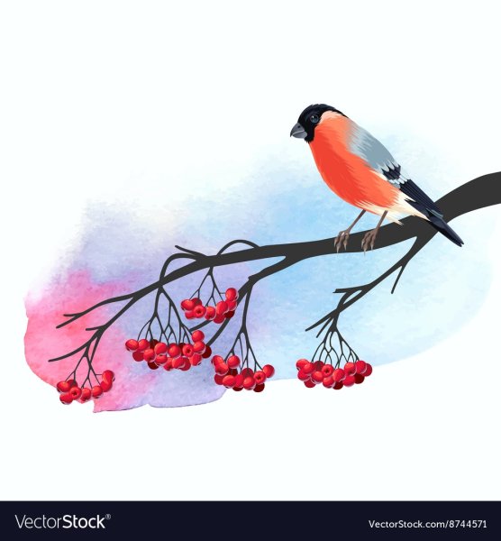 Ветка рябины зимой детям