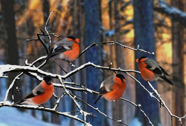 Стая снегирей