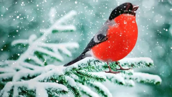 Снегири зимой