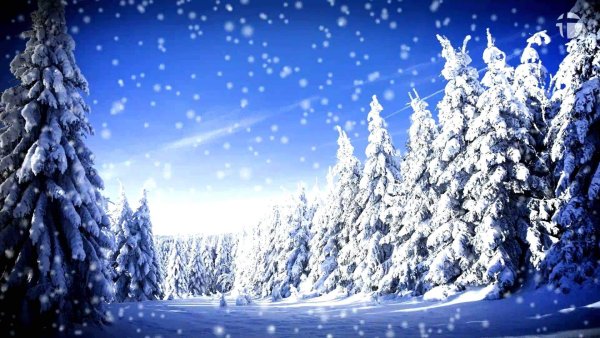 В новогоднем лесу