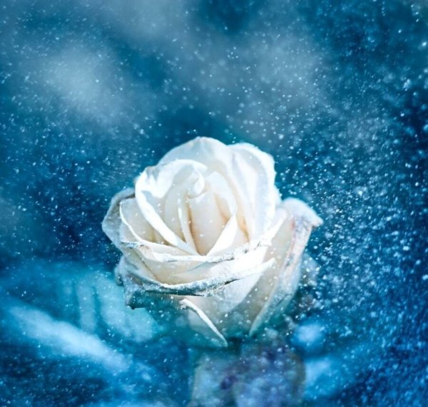 Зимняя роза