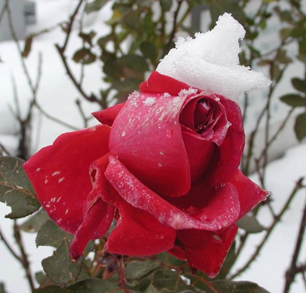 Розы на снегу
