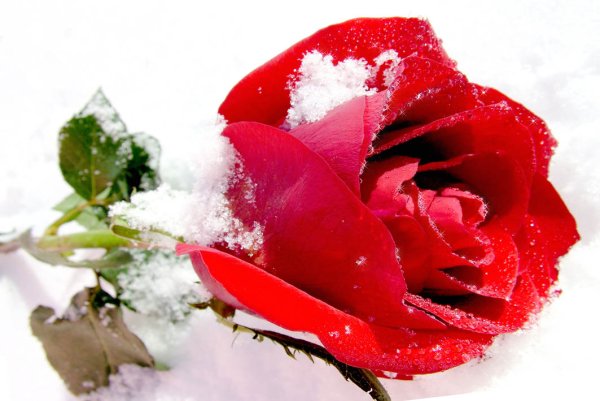 Зимние цветы прозрачный