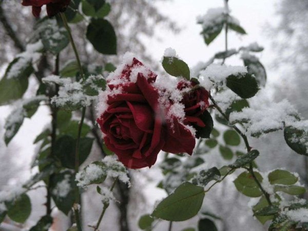 Вянут розы в снегу
