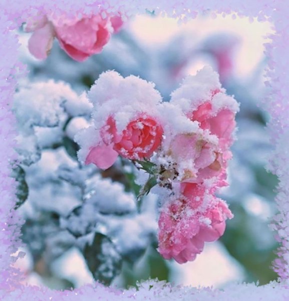 Розы под снегом