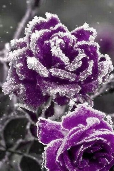 Снежные цветы