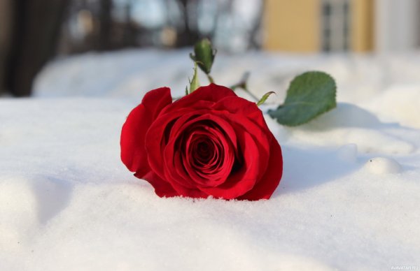 Бордовые розы на снегу