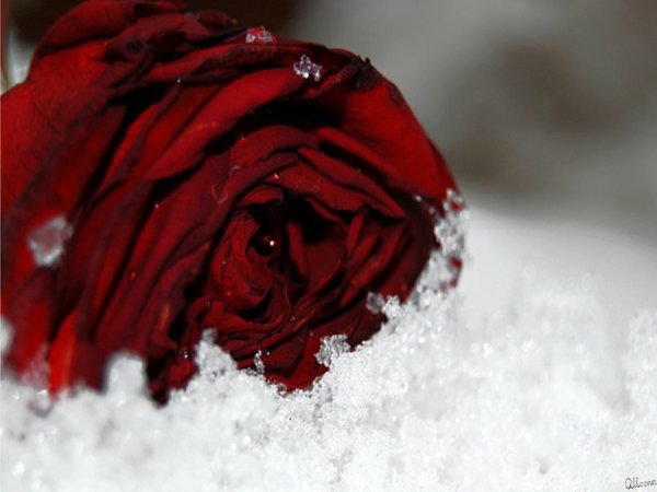 Красная роза на снегу