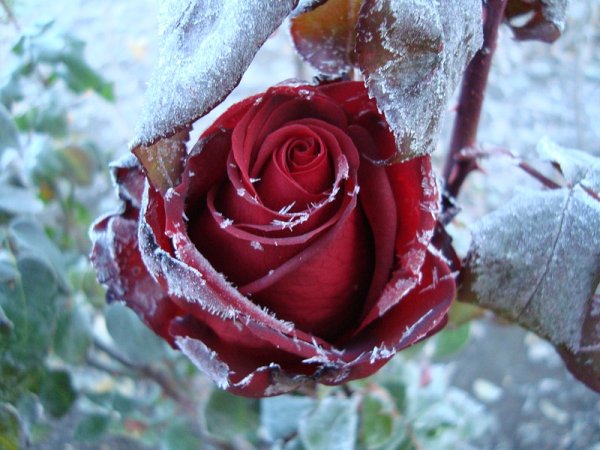 Роза замерзшая на снегу