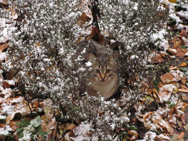 Кот и первый снег