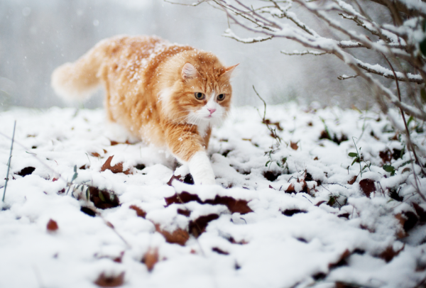 Кот в снегу