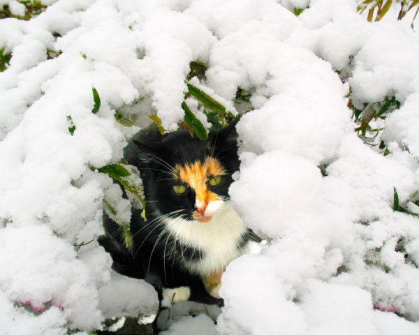 Кошка валяется в снегу