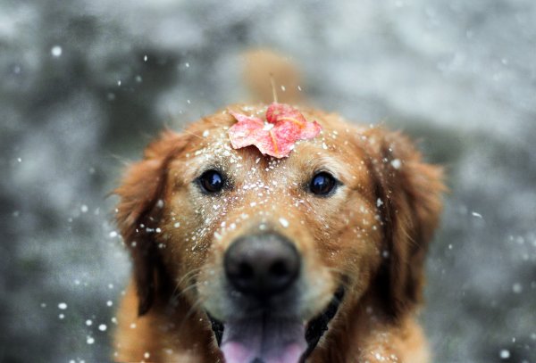 Красивые собаки