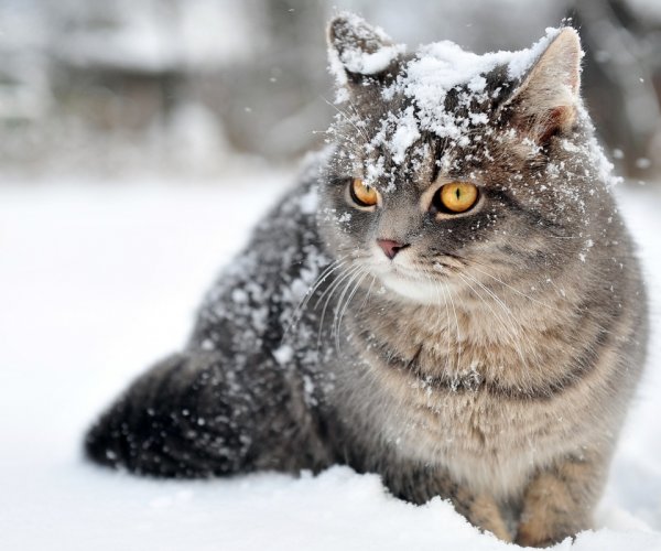 Зимние котики