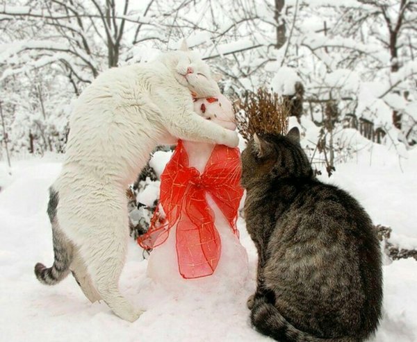 Два кота зимой