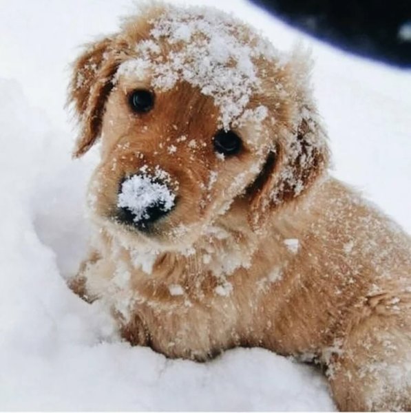 Собака зимой