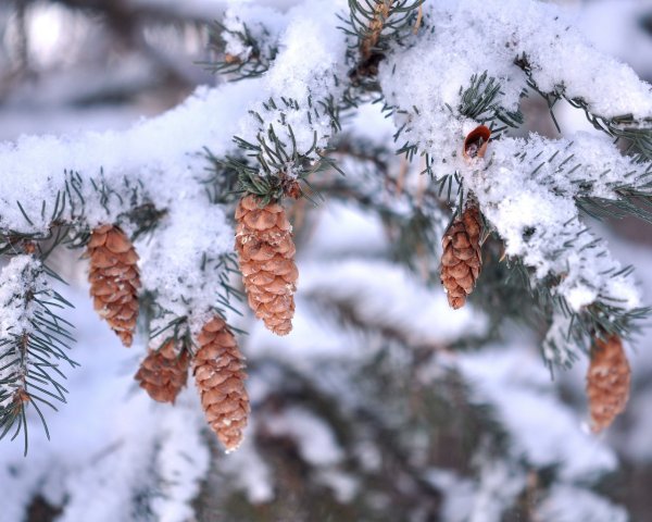 Еловые ветки в снегу