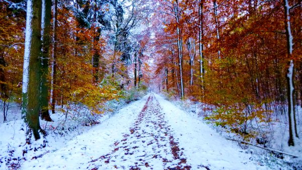 Первый снег