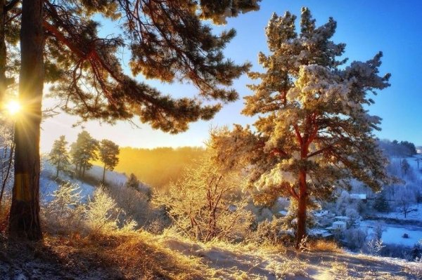 Сосновый лес солнце