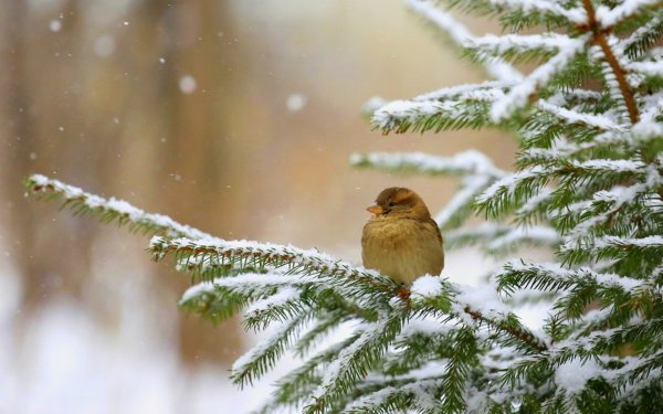 Снежное утро