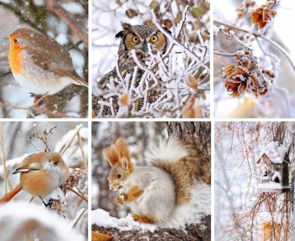 Красивые зимние коллажи