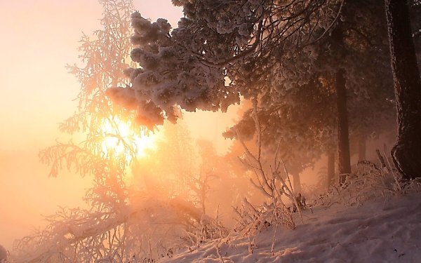 Солнечные лучи зимой