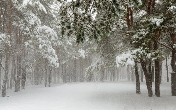 Снег идет в лесу