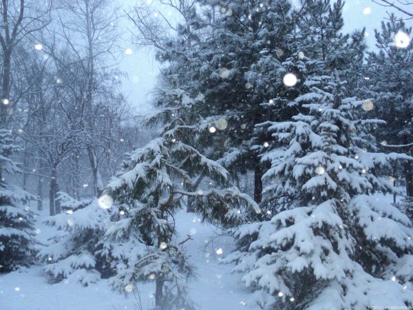 Падающий снег в лесу