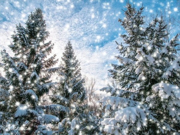 Зимний лес блестит