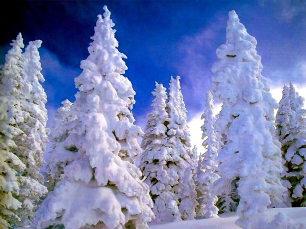 Анимированный зимний лес