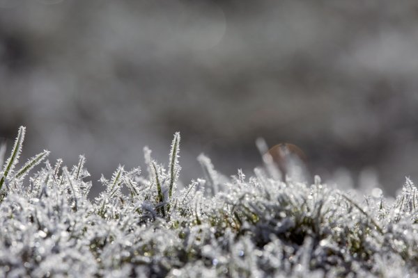 Замерзшая трава