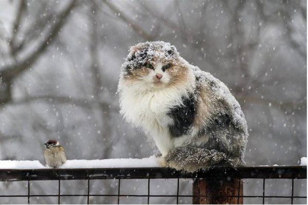 Снежное утро