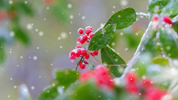 Фотообои на рабочий стол первый снег