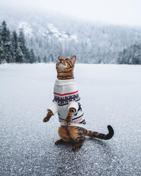 Доброе утро смешные зимние