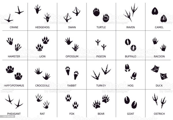 Следы разных птиц