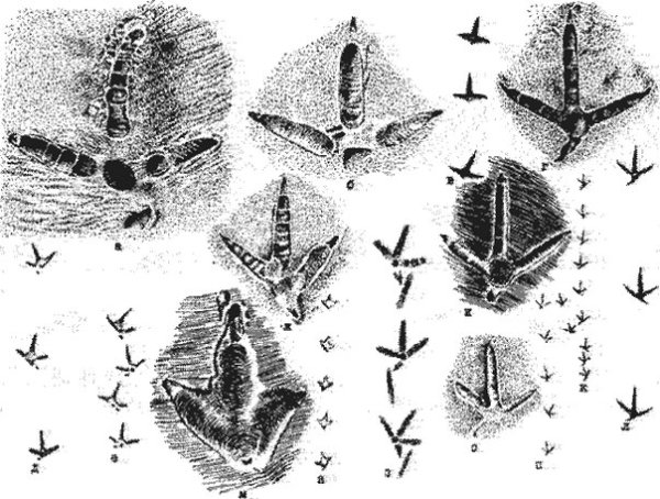 Следы птиц для детей