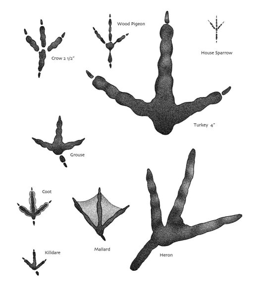 Отпечатки лап птиц